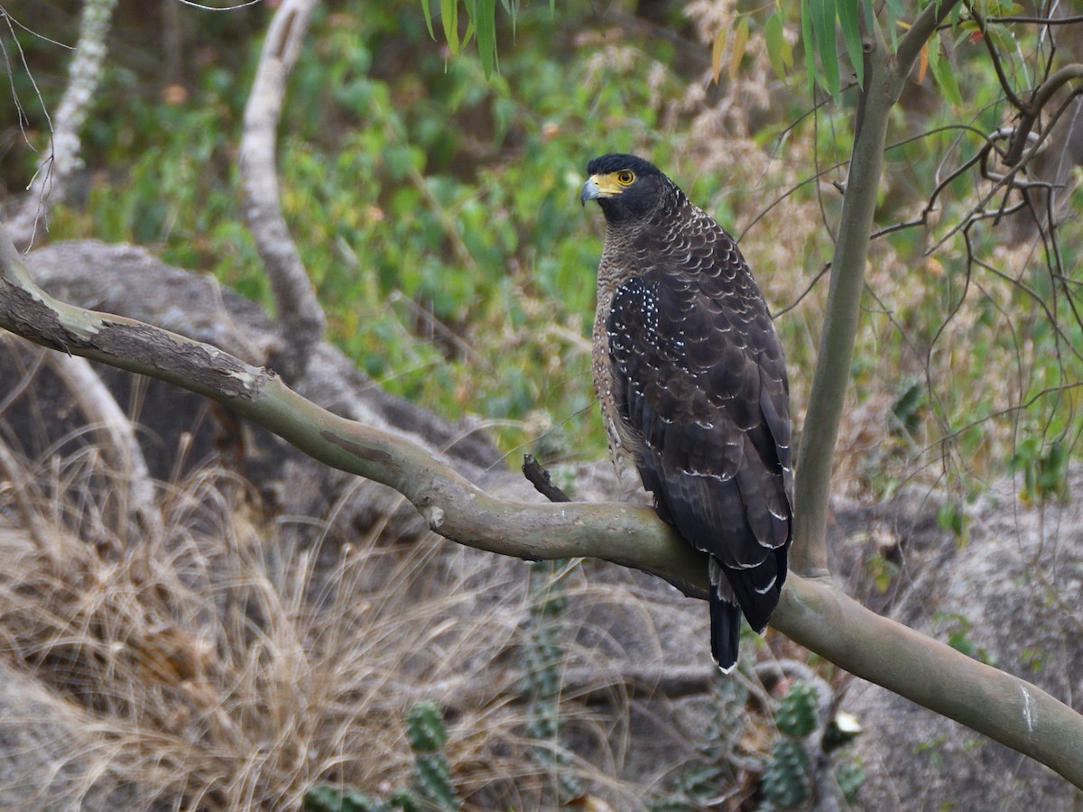 Haubenschlangenadler - ML610584290