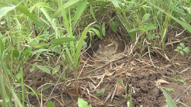 Rufous-naped Lark - ML610584310