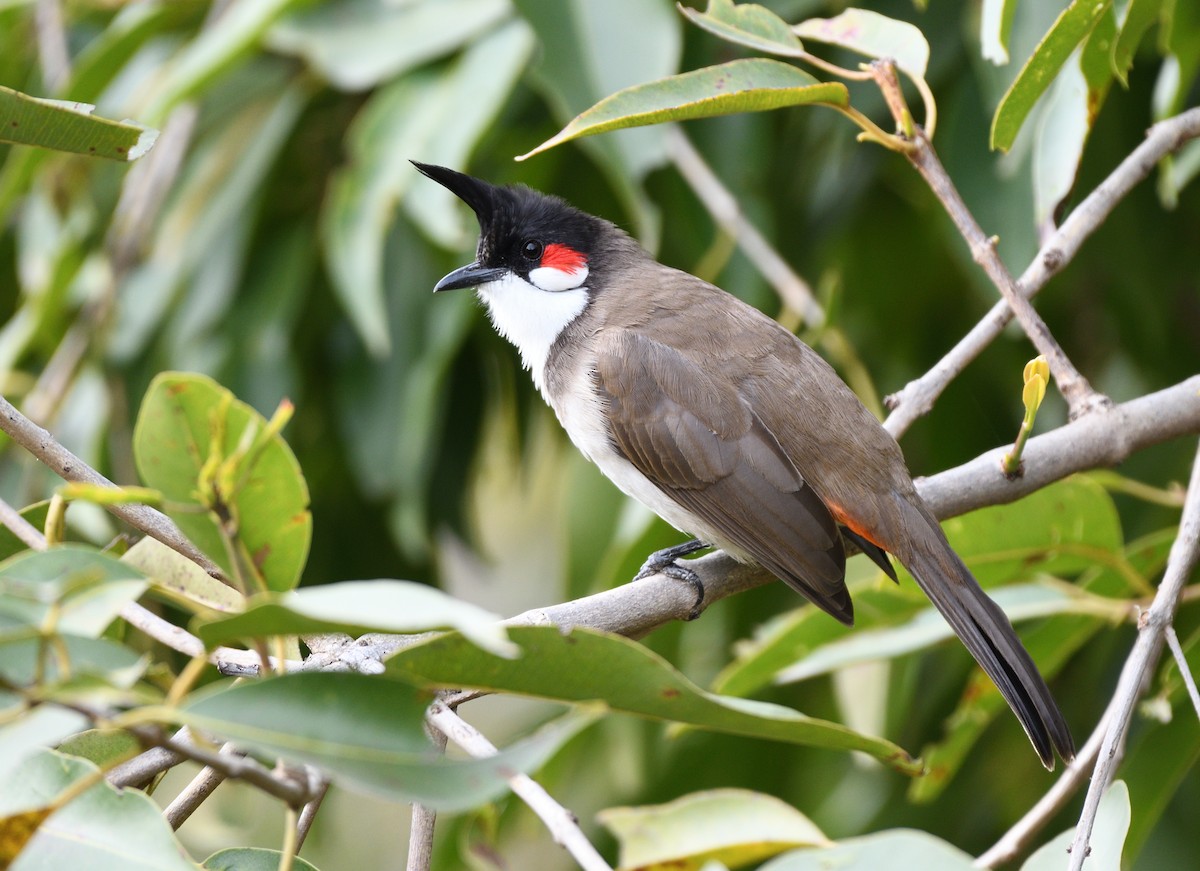 Red-whiskered Bulbul - ML610584318