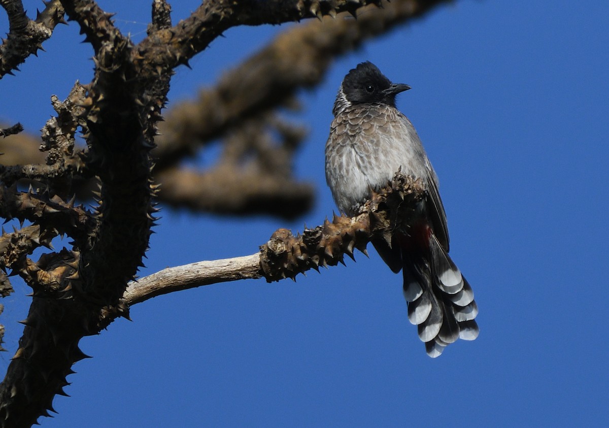 Bulbul à ventre rouge - ML610584321