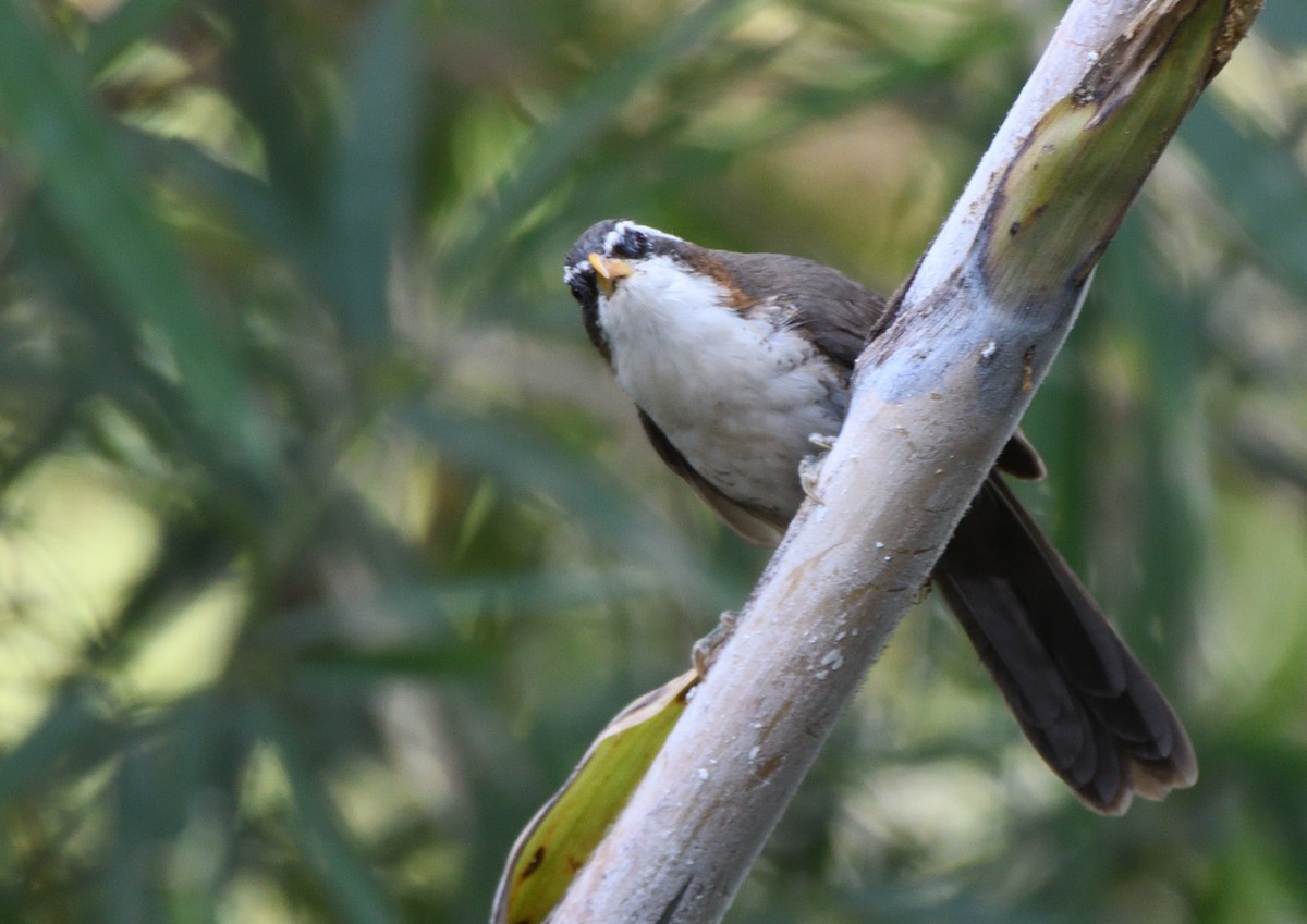 Indian Scimitar-Babbler - ML610584327