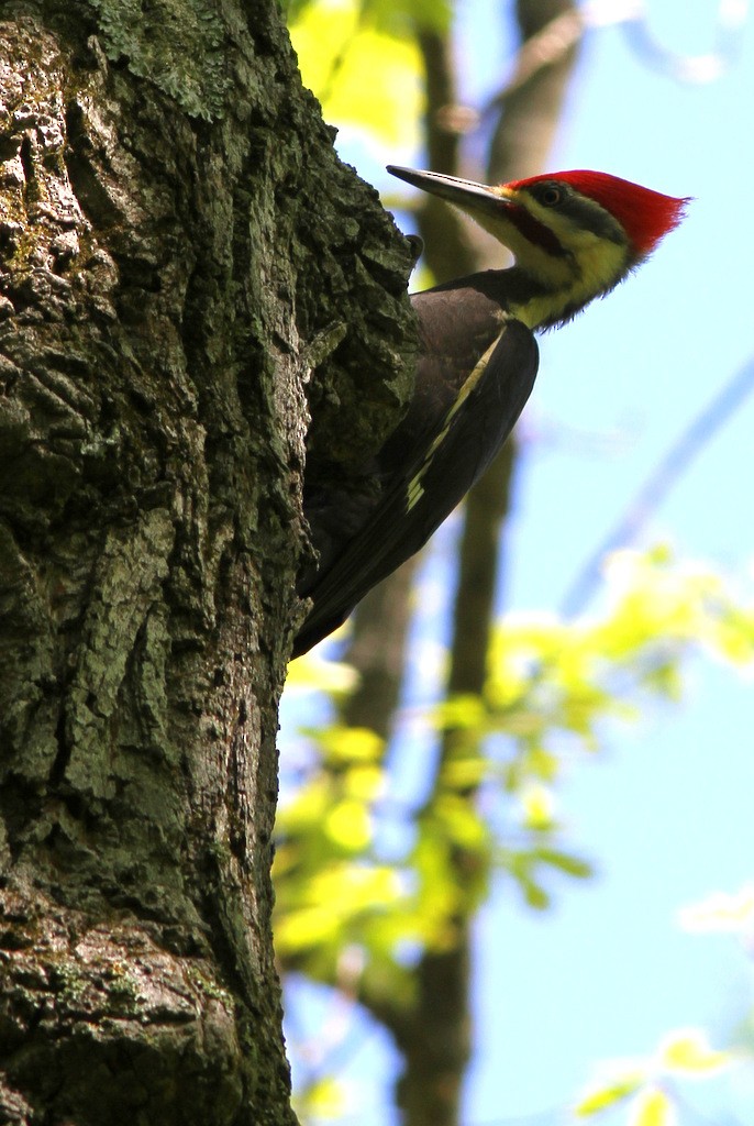 Pileated Woodpecker - Johannes Jansen