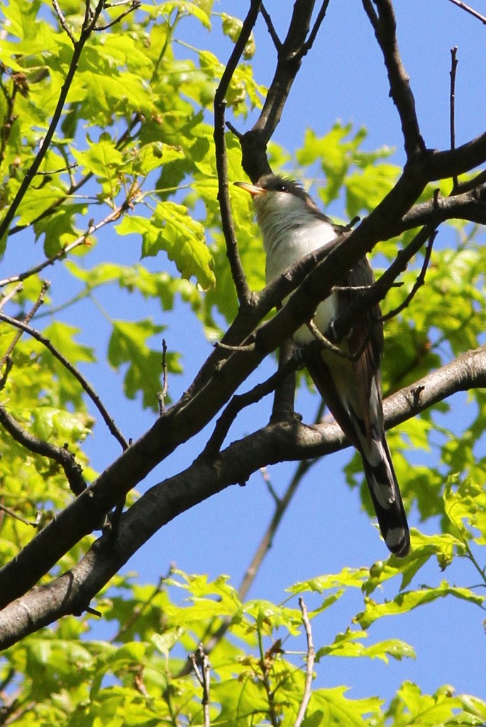 Yellow-billed Cuckoo - ML610584380