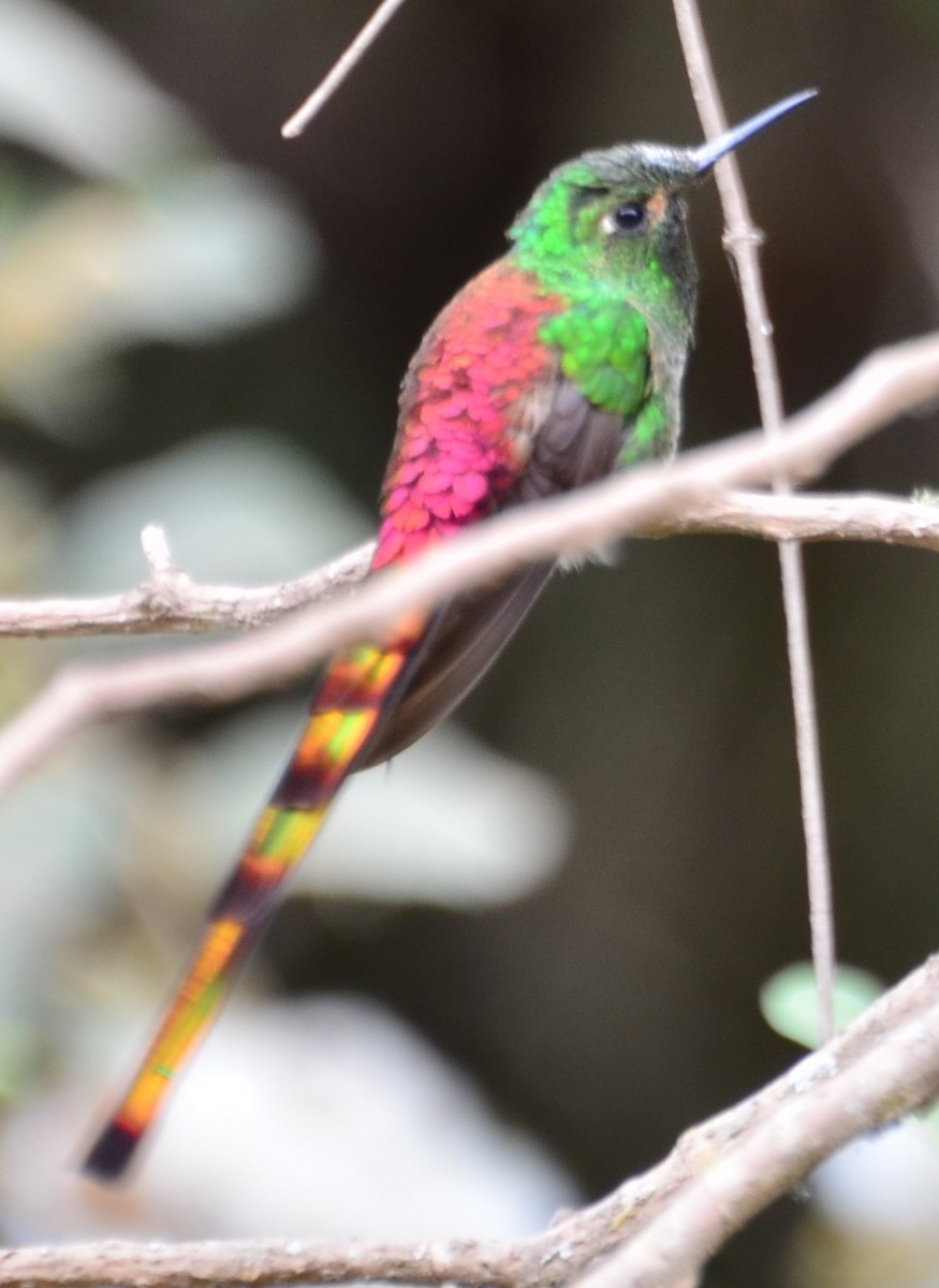 Red-tailed Comet - ML610584383