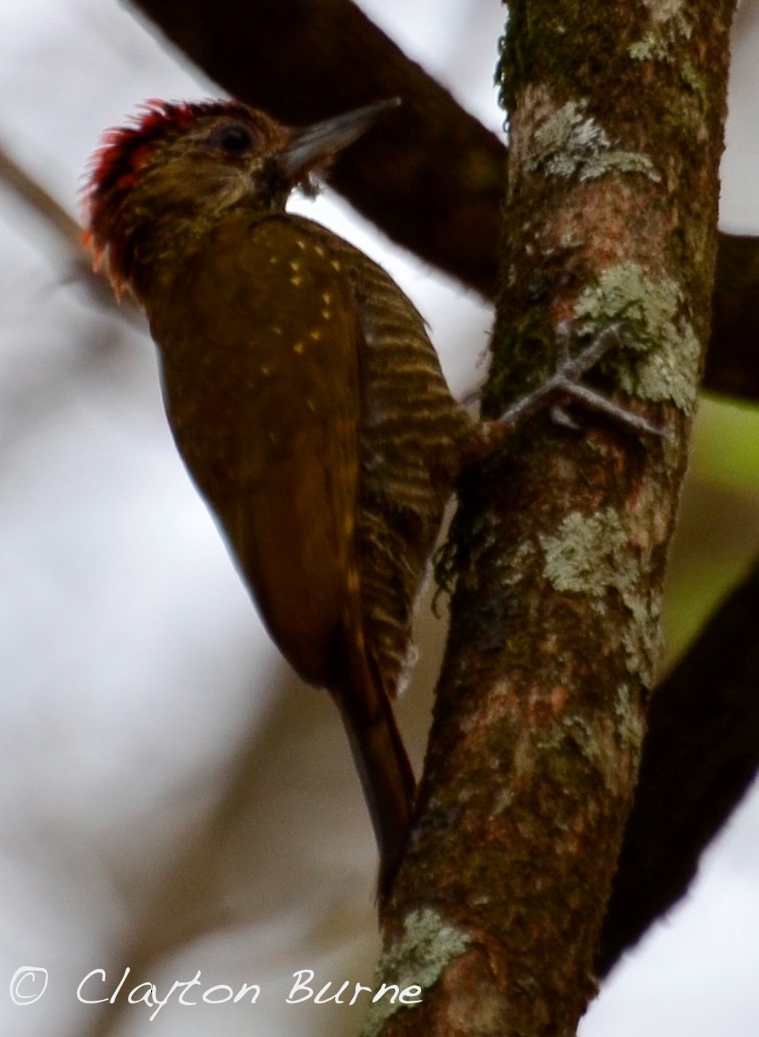 Dot-fronted Woodpecker - Clayton Burne