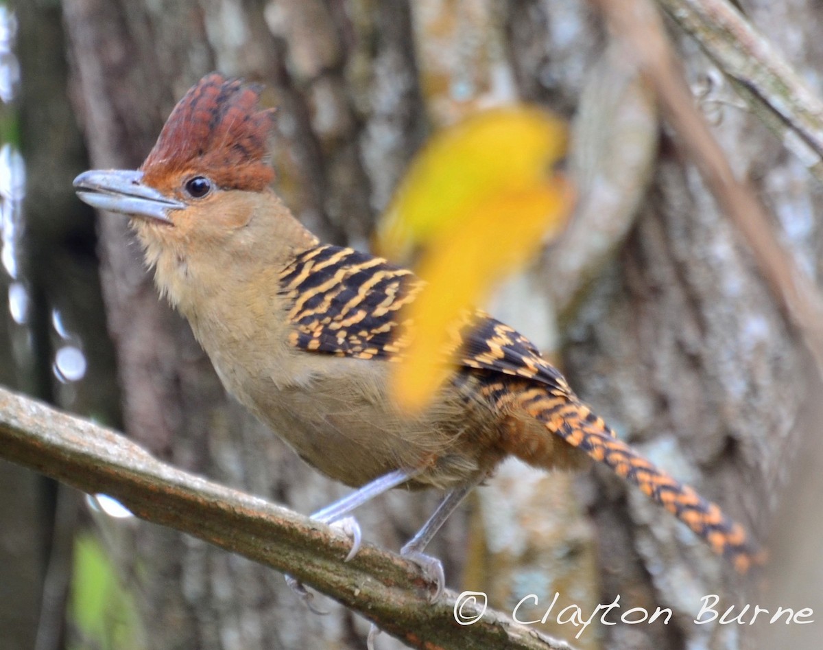 Giant Antshrike - ML610584392