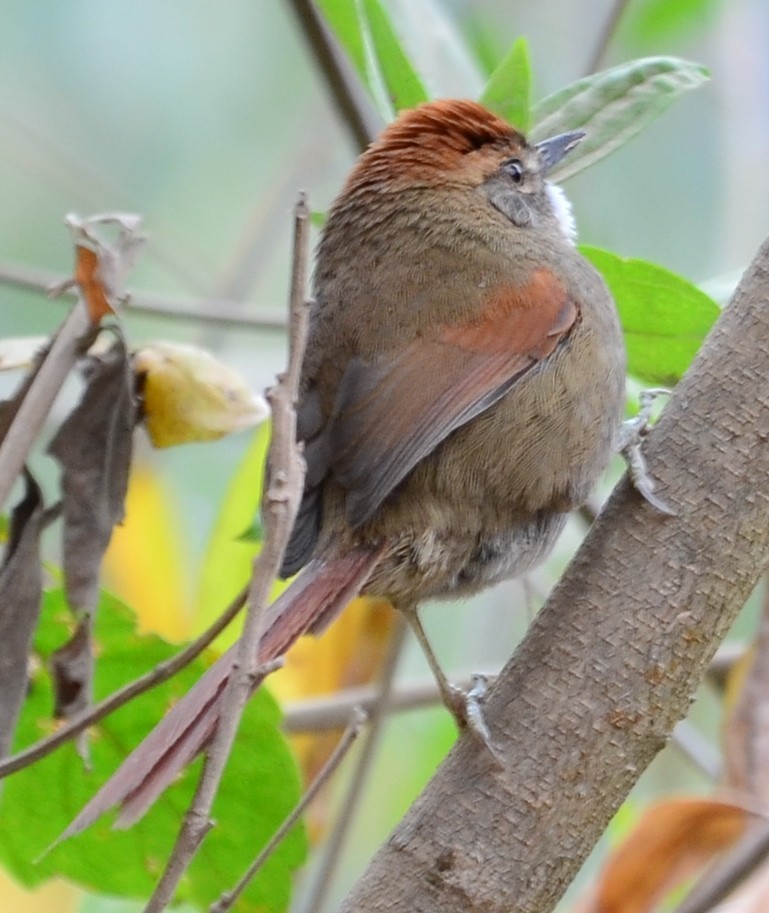 Azara's Spinetail - ML610584393