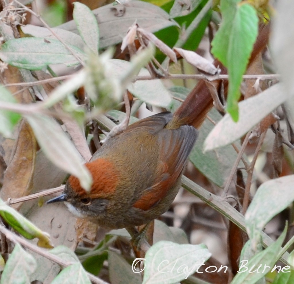 Azara's Spinetail - ML610584394