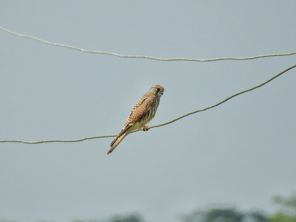 Eurasian Kestrel - ML610584411