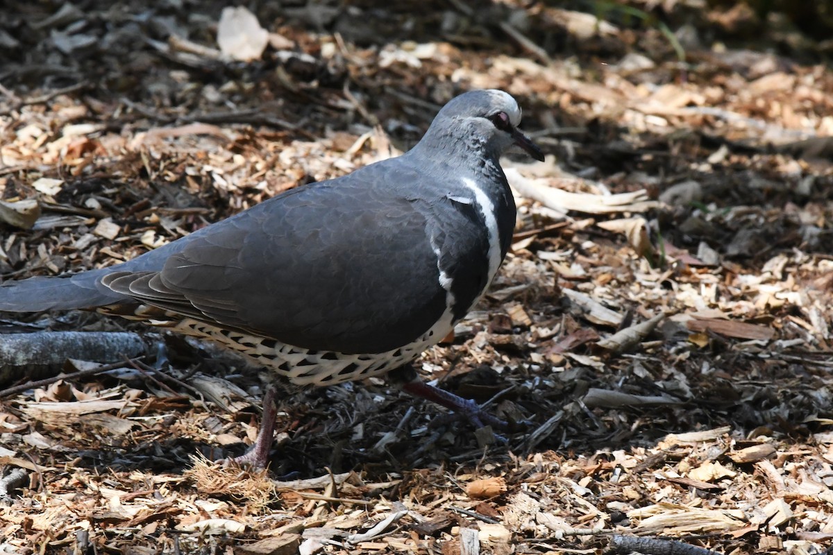 Wonga Pigeon - Deb Oliver