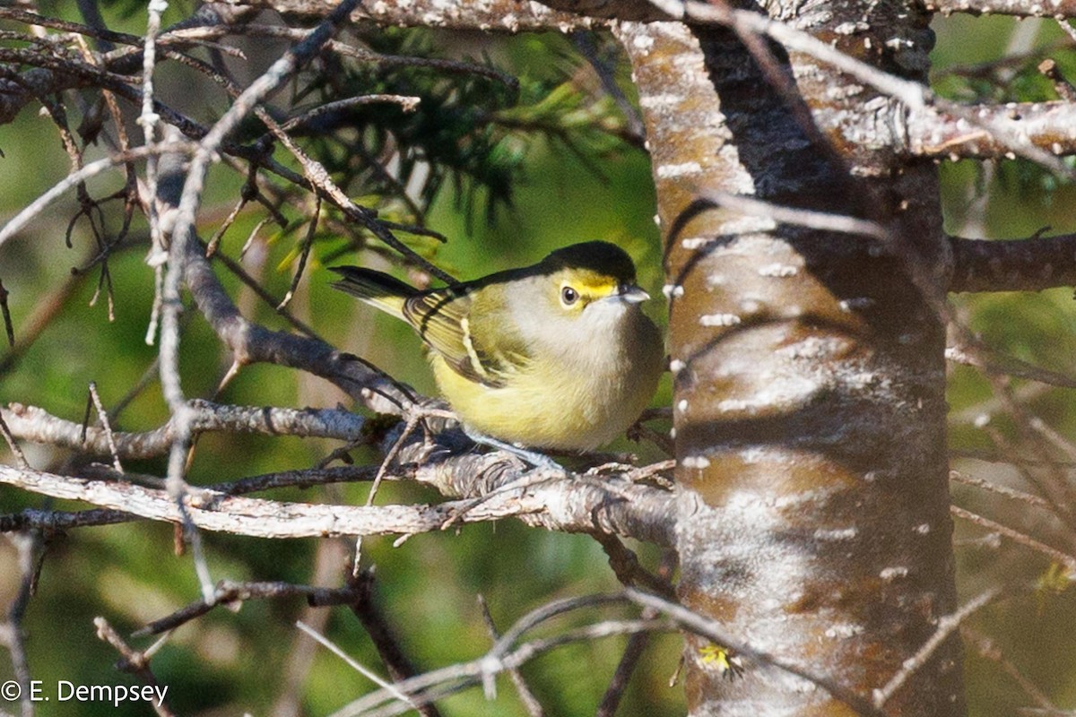 White-eyed Vireo - ML610584440