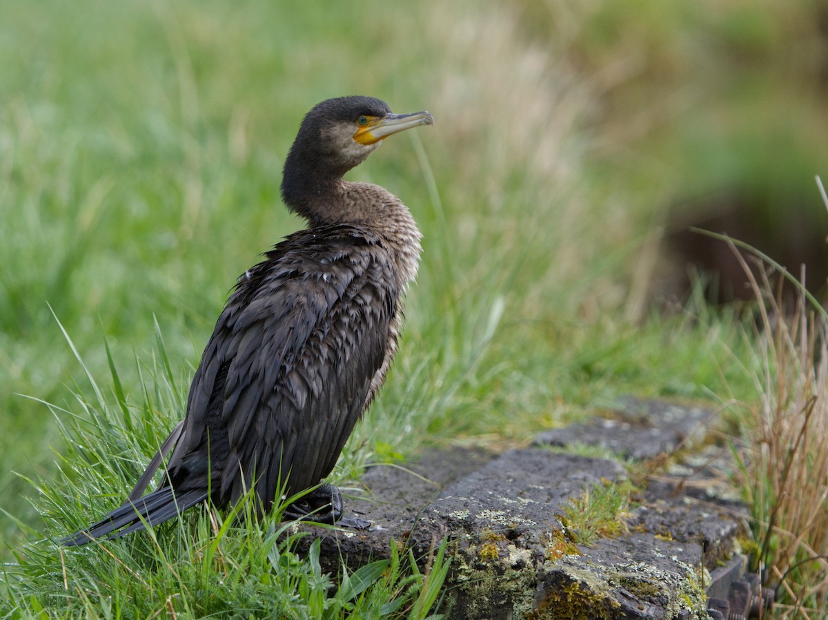 Great Cormorant - ML610584441