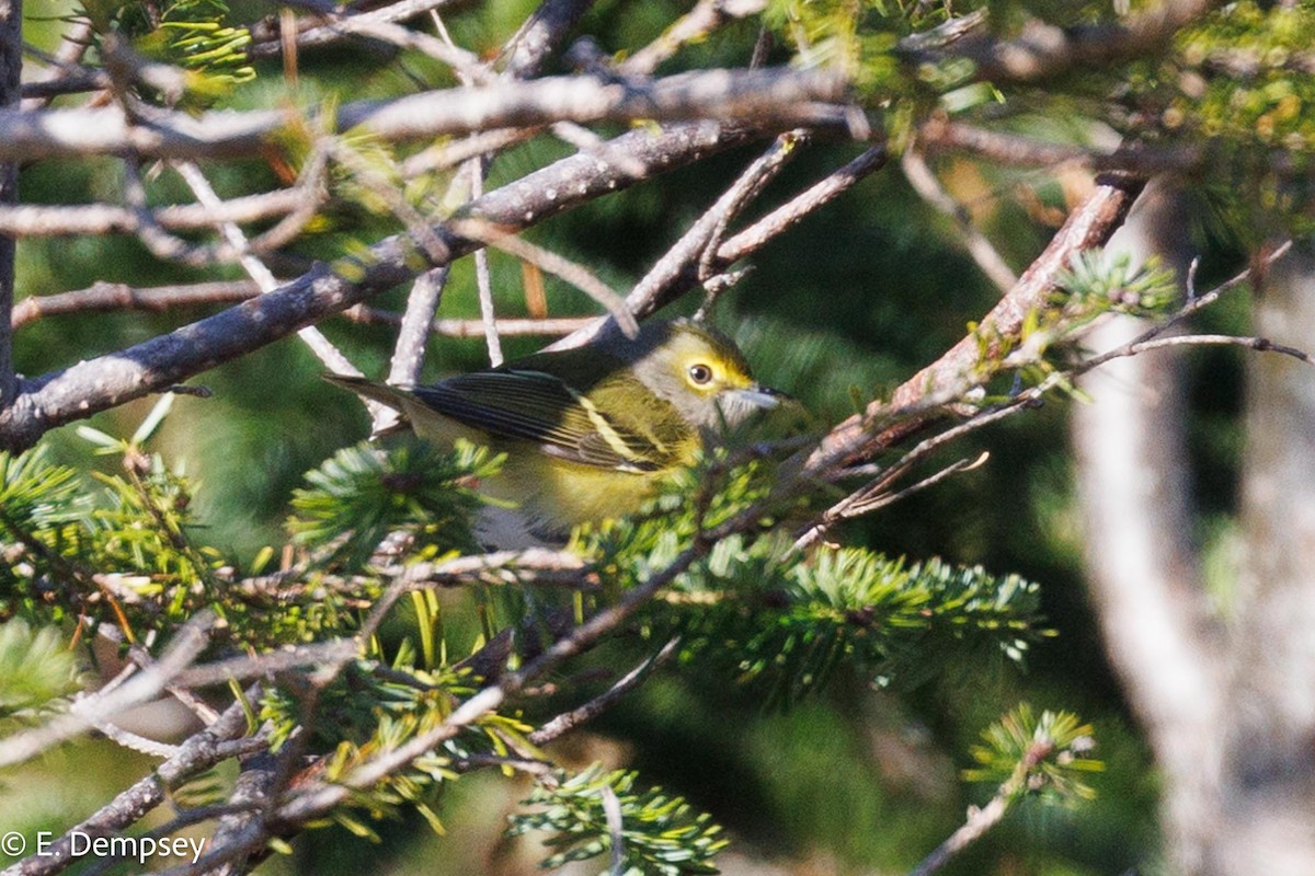 Ak Gözlü Vireo - ML610584444