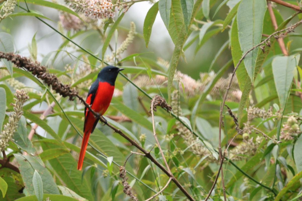 Short-billed Minivet - ML610584451