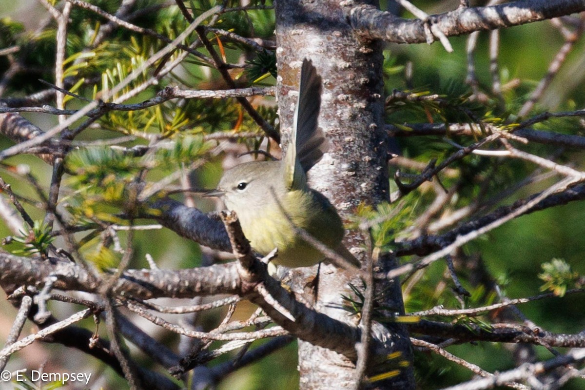 Orange-crowned Warbler - ML610584462