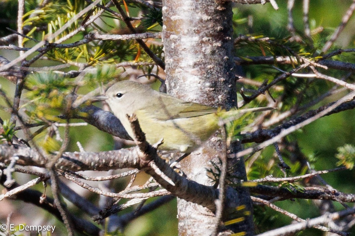 Orange-crowned Warbler - ML610584466