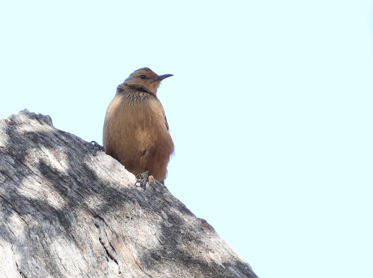 Rufous Treecreeper - Andy Gee