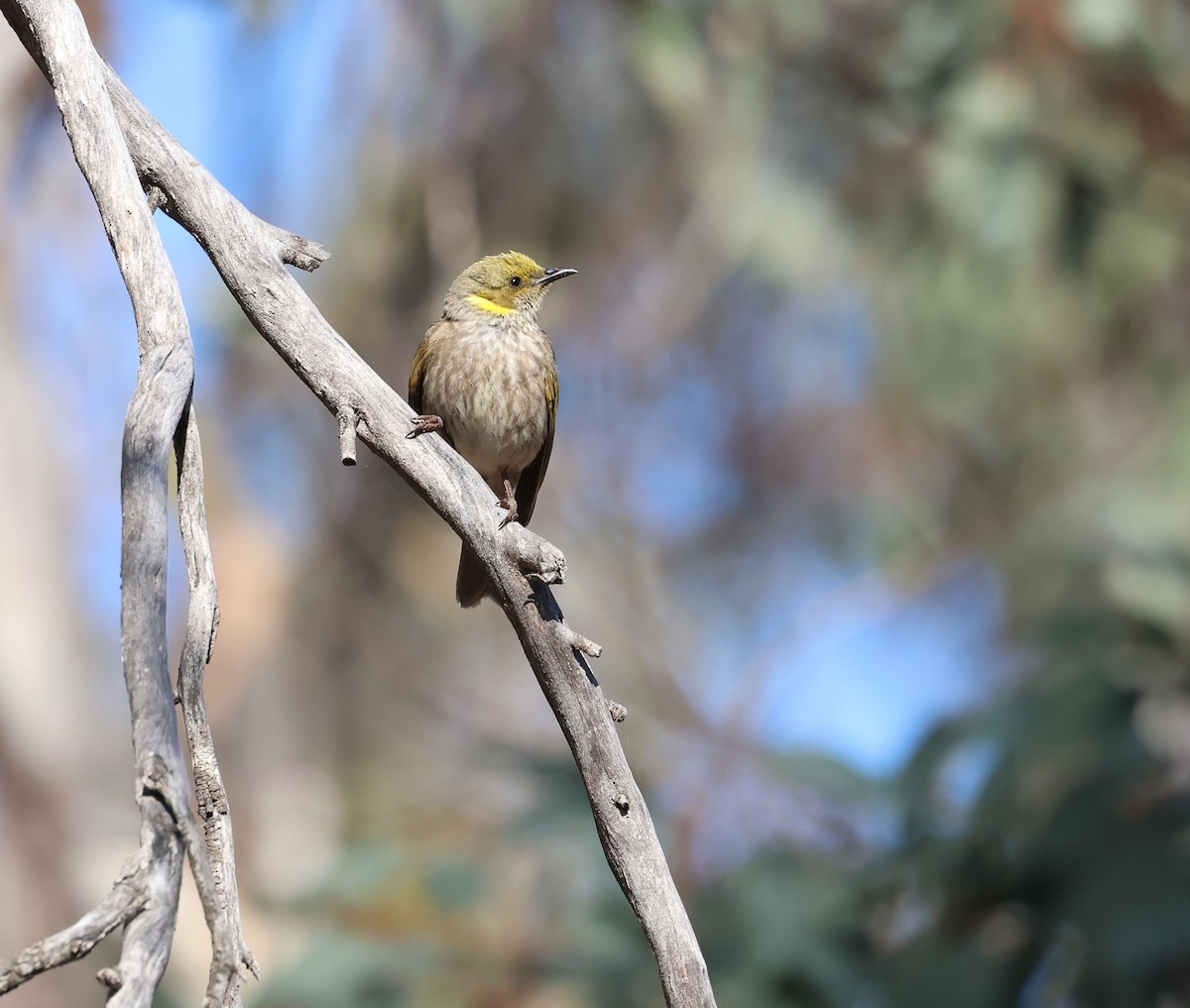 Yellow-plumed Honeyeater - Andy Gee