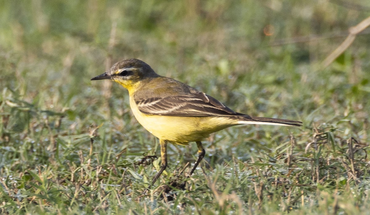 Western Yellow Wagtail - Rohit Tibrewal