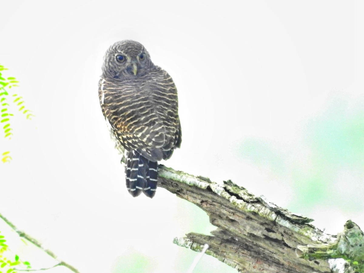 Asian Barred Owlet - ML610584497