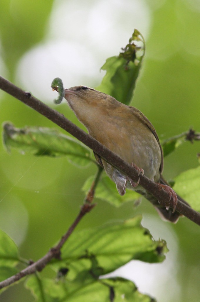 Worm-eating Warbler - ML610584503