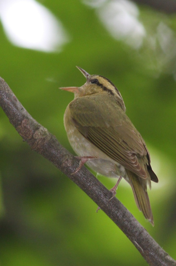 Worm-eating Warbler - ML610584504