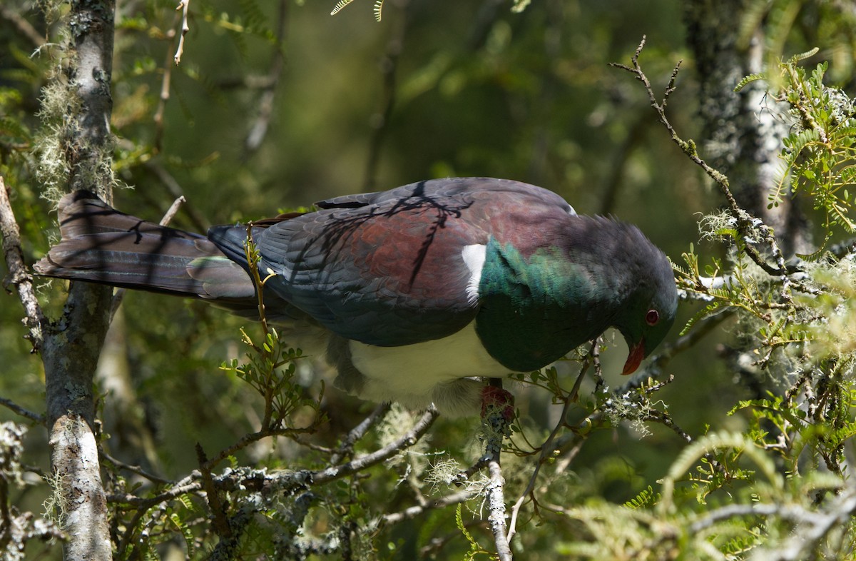 New Zealand Pigeon - Esteban Martinez Fredes