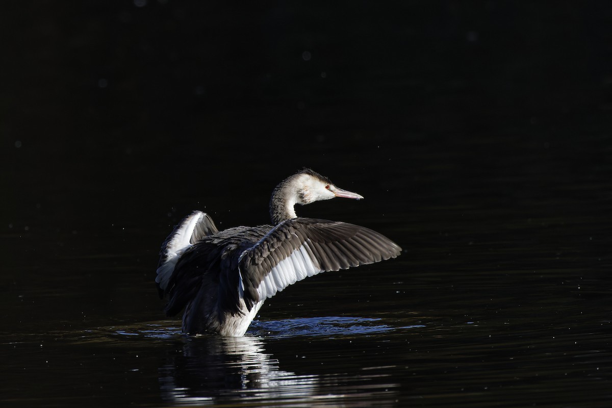 Great Crested Grebe - ML610584589
