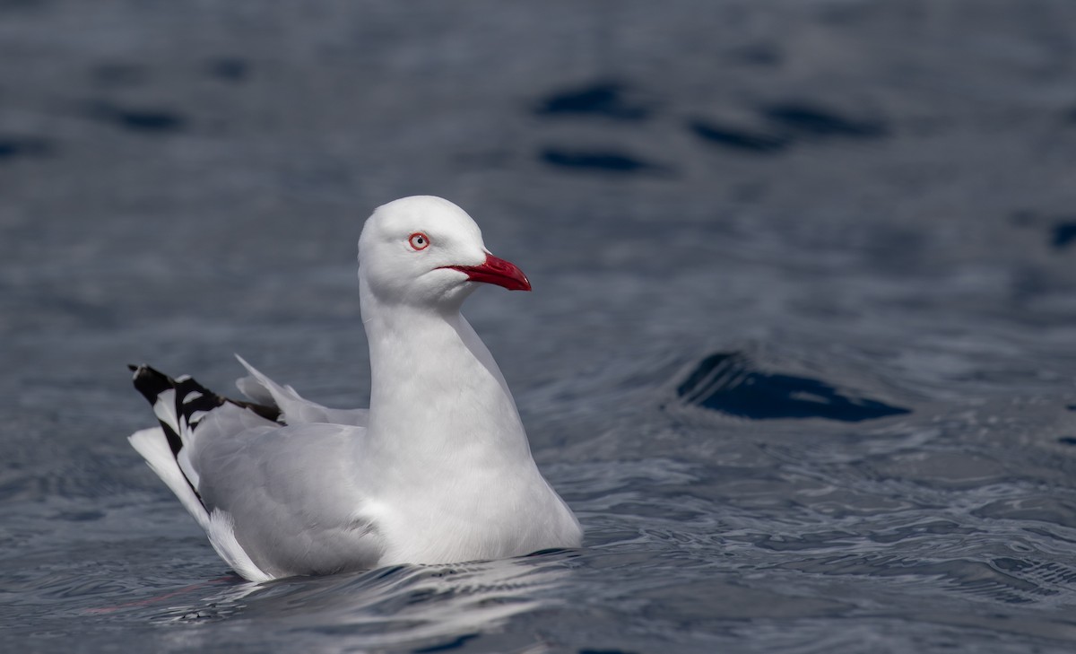 Gaviota Plateada (australiana) - ML610584659