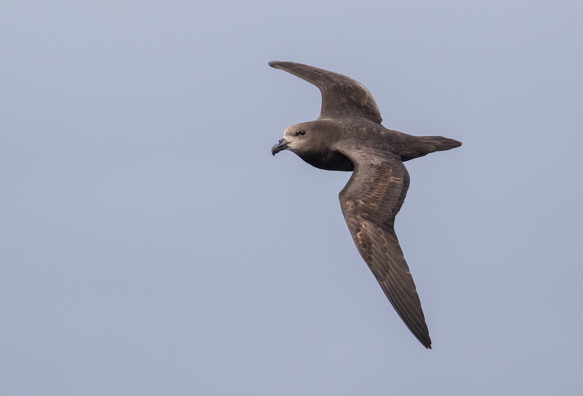 Petrel Carigrís - ML610584692