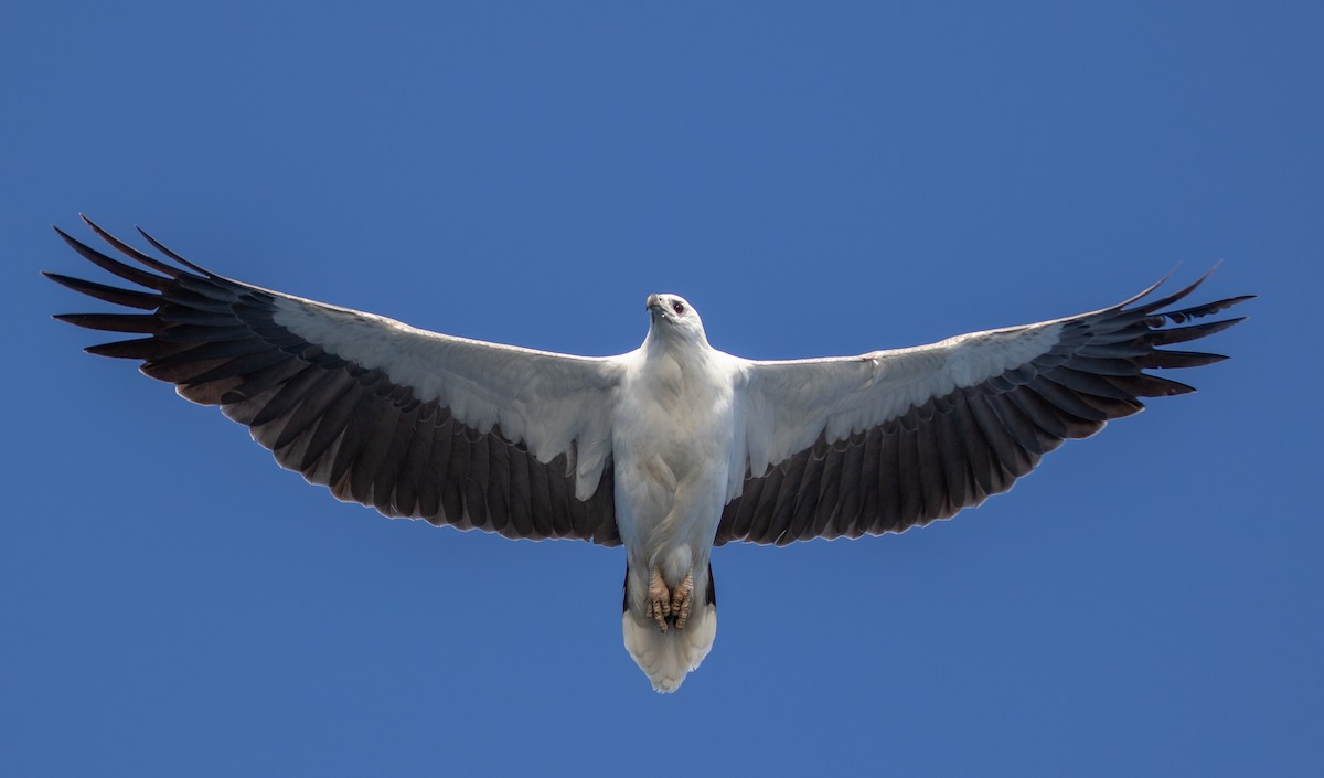 White-bellied Sea-Eagle - ML610584699