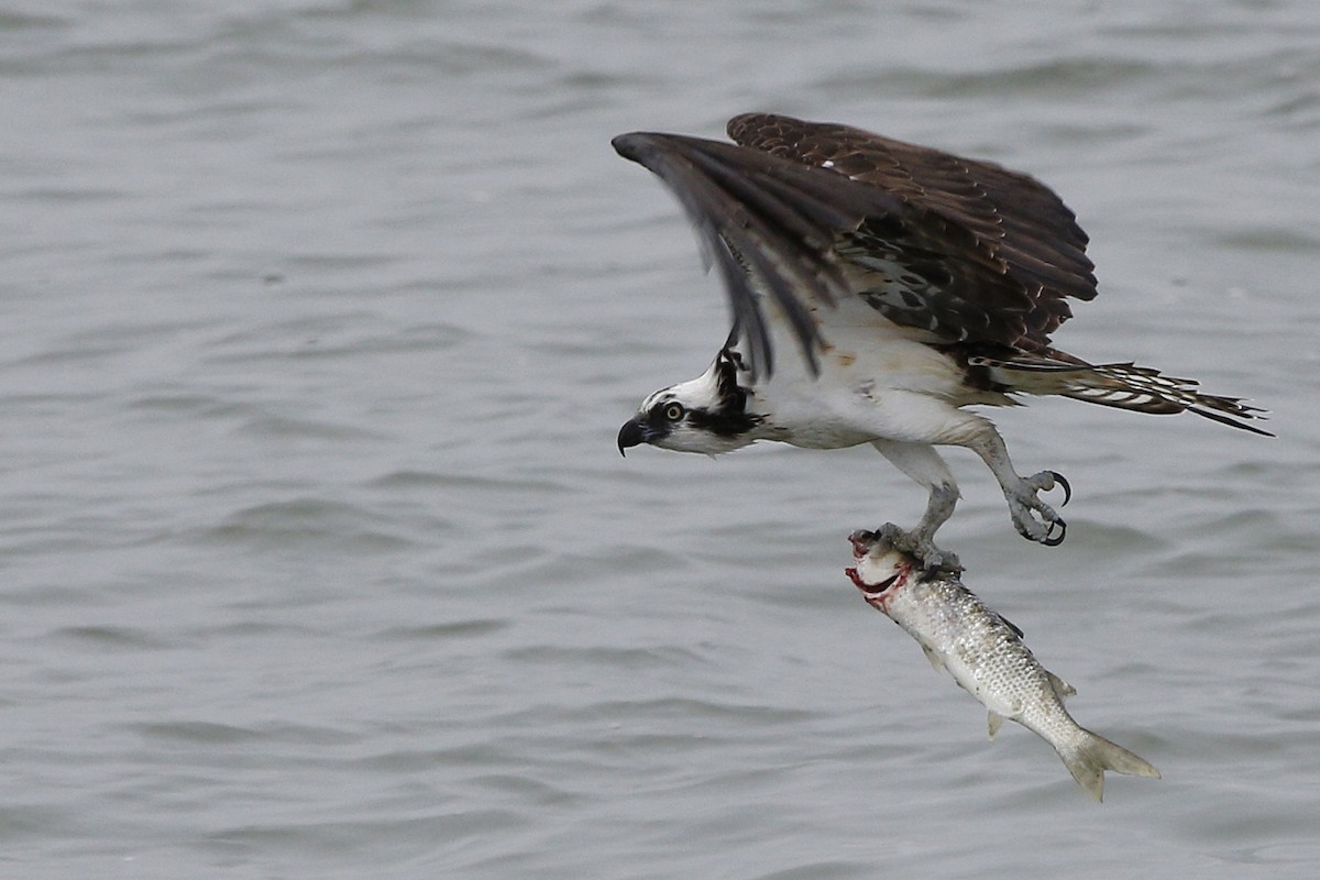 Osprey - Laura Keene