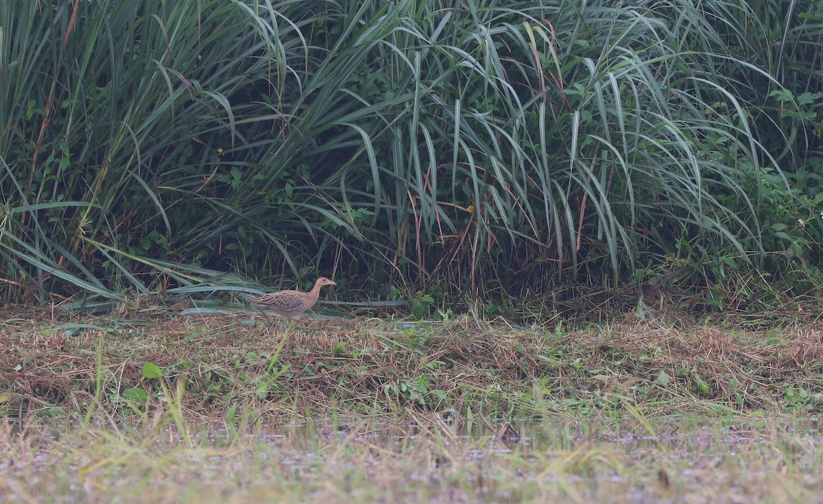 Watercock - Chi-Hsuan Shao