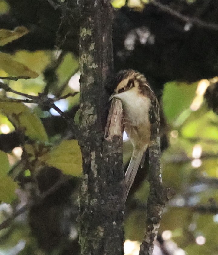 Hodgson's Treecreeper - ML610584780