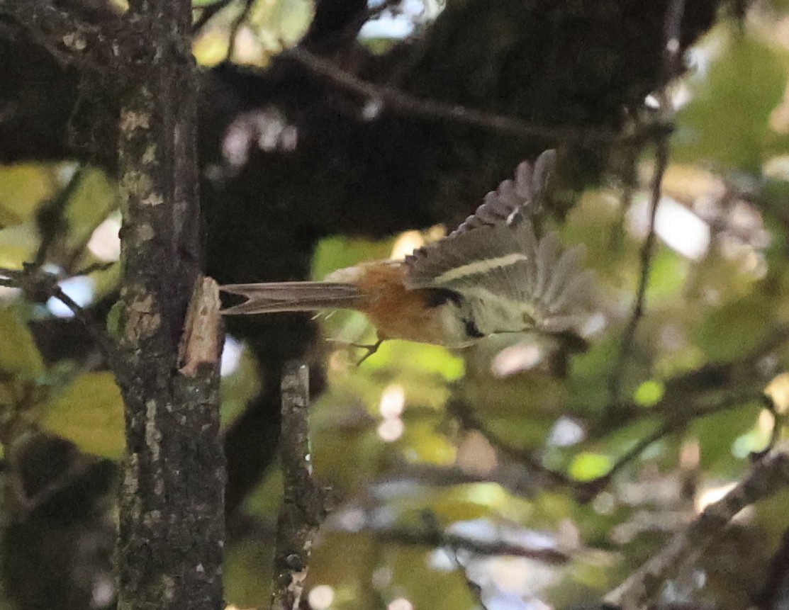 Hodgson's Treecreeper - ML610584781