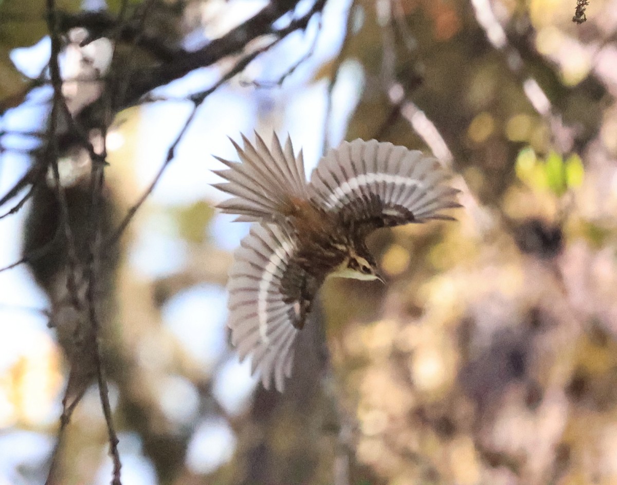 Hodgson's Treecreeper - ML610584783