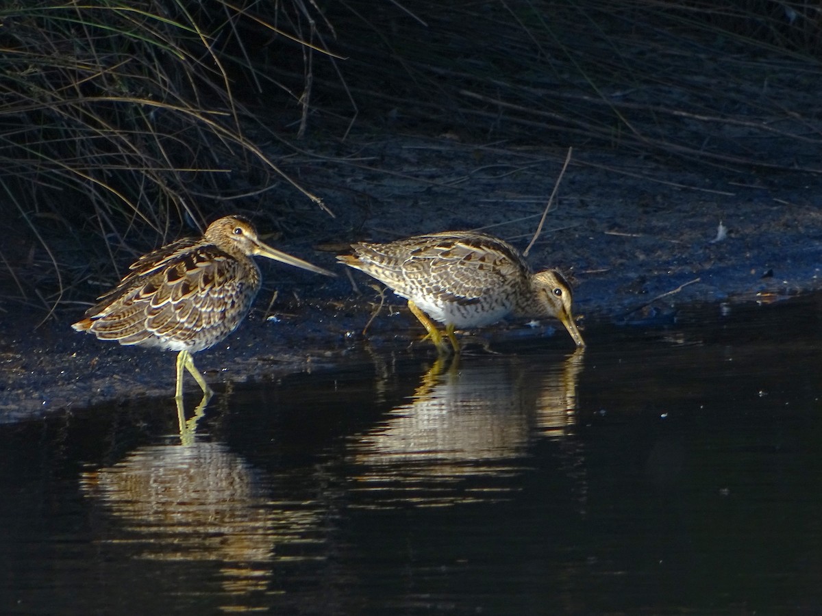 Latham's Snipe - ML610584899