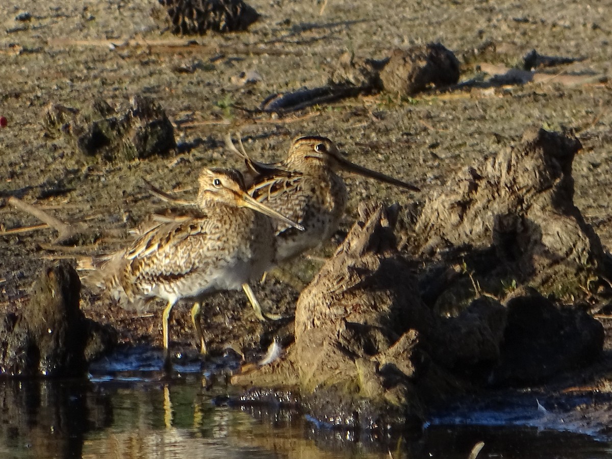 Latham's Snipe - ML610584902