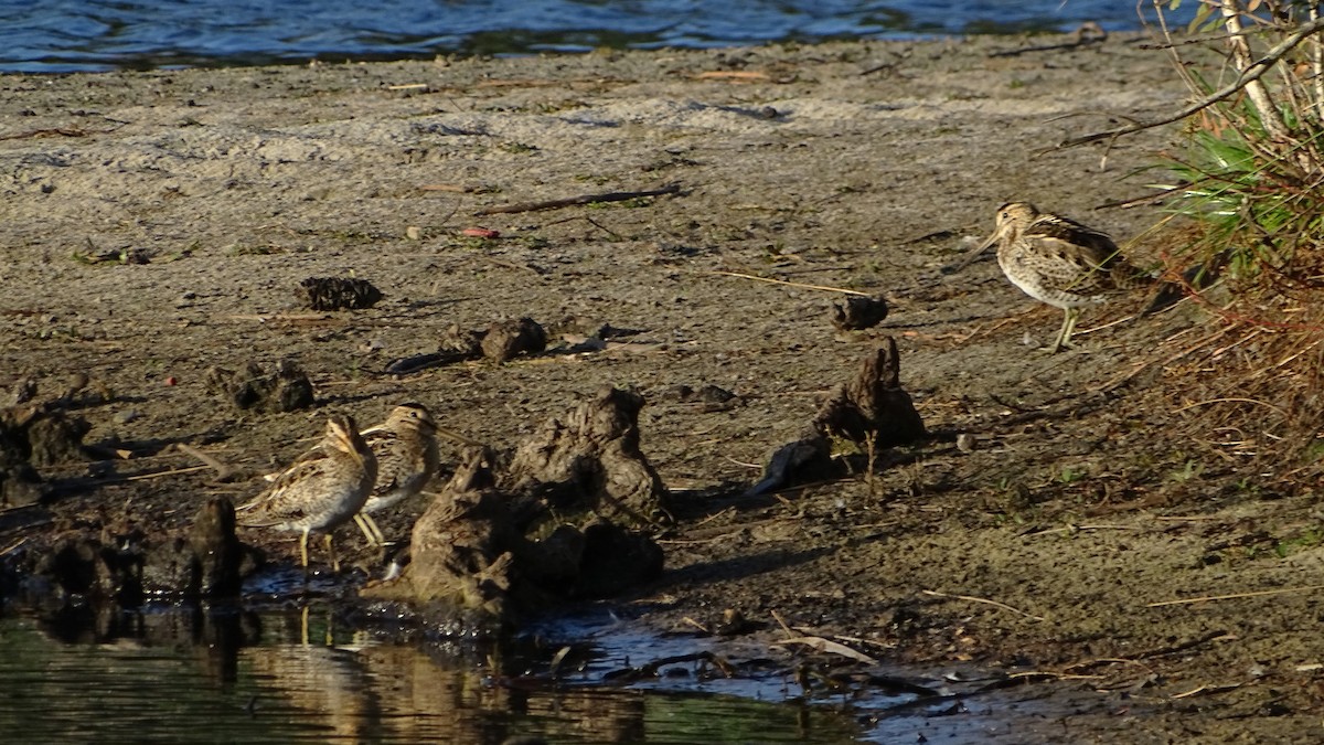 Latham's Snipe - ML610584904