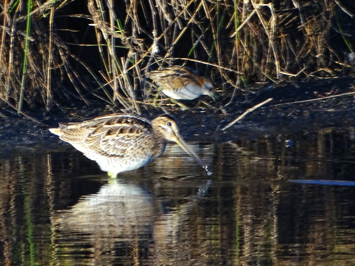 Latham's Snipe - ML610584907