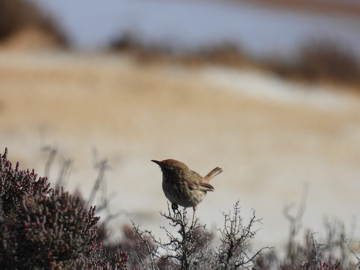 Rufous Fieldwren - ML610584947