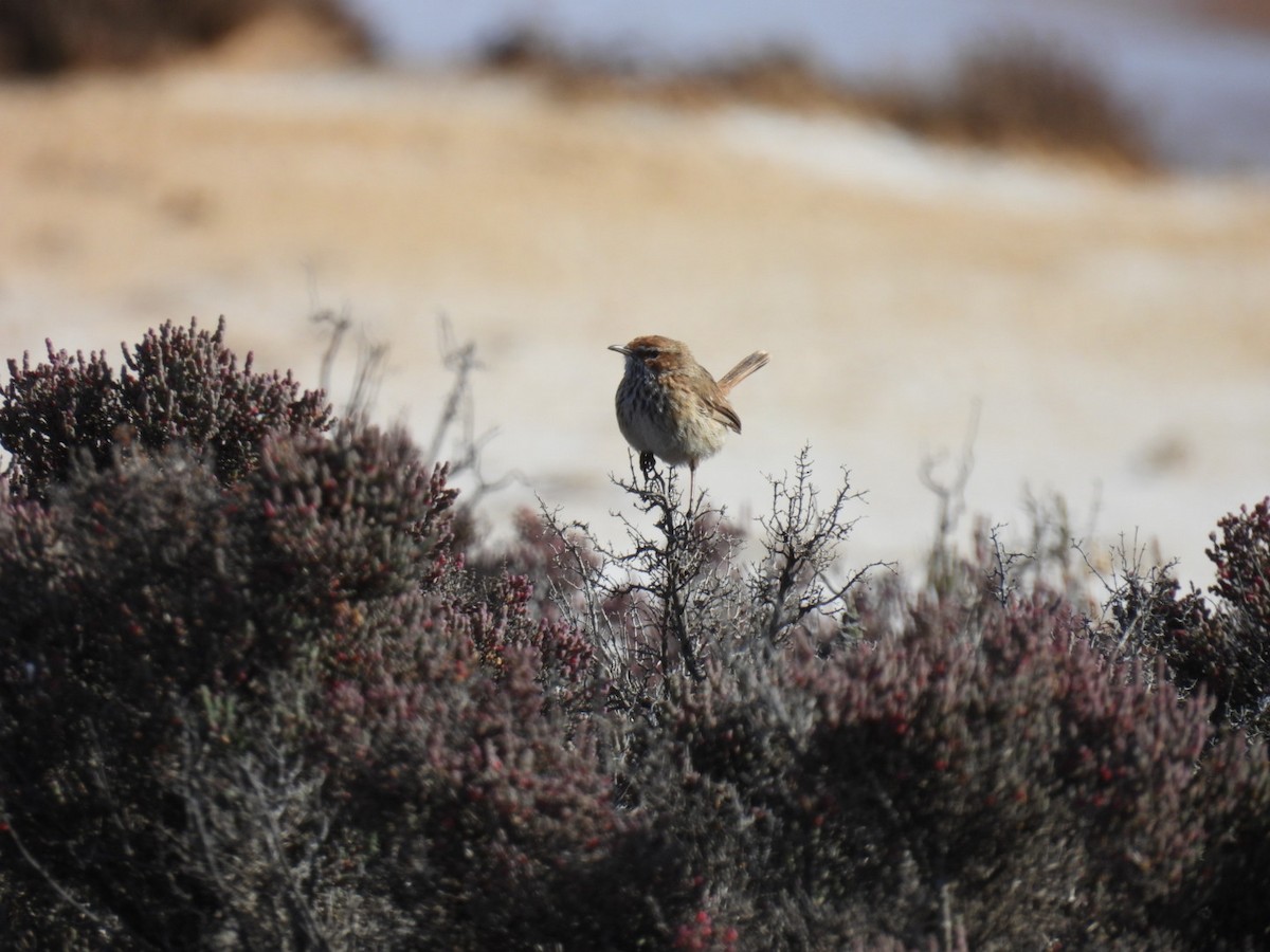 Rufous Fieldwren - ML610584949