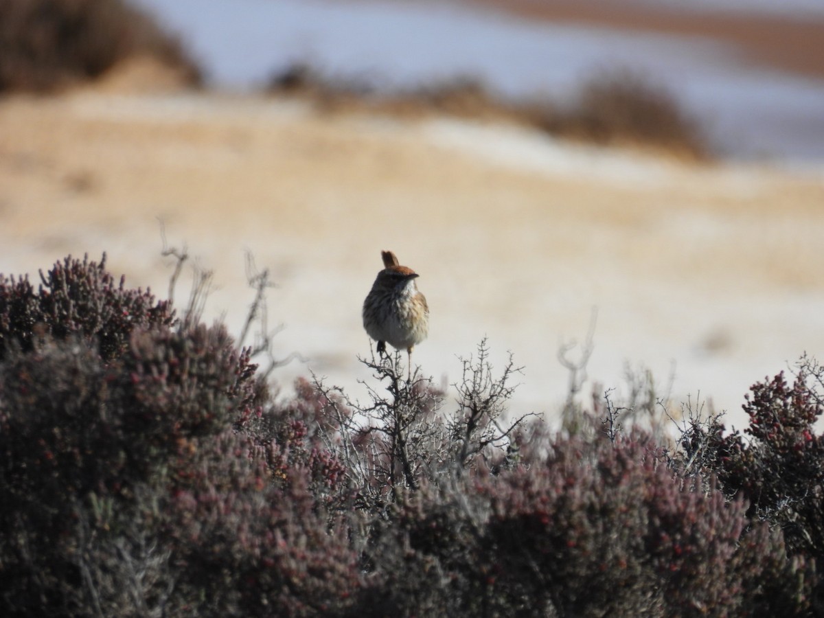 Rufous Fieldwren - ML610584950