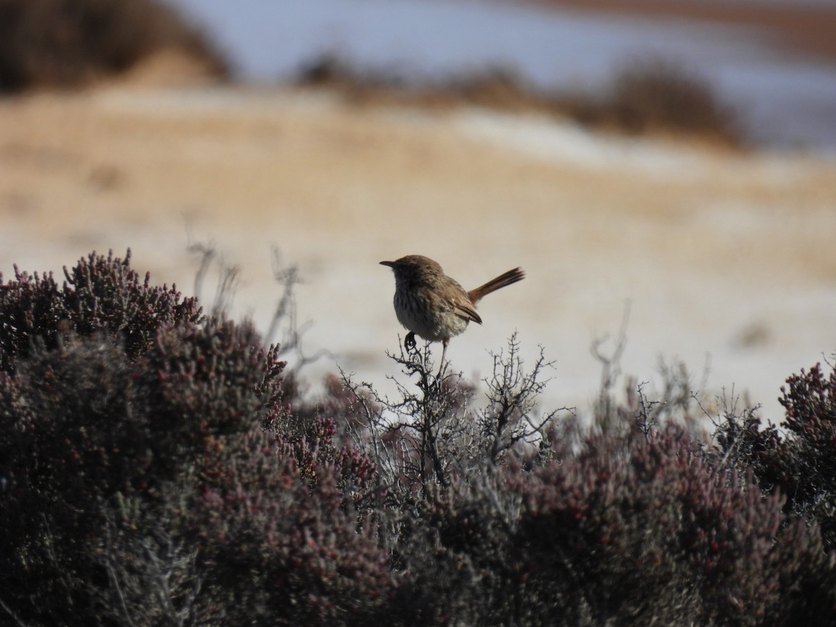 Rufous Fieldwren - ML610584951