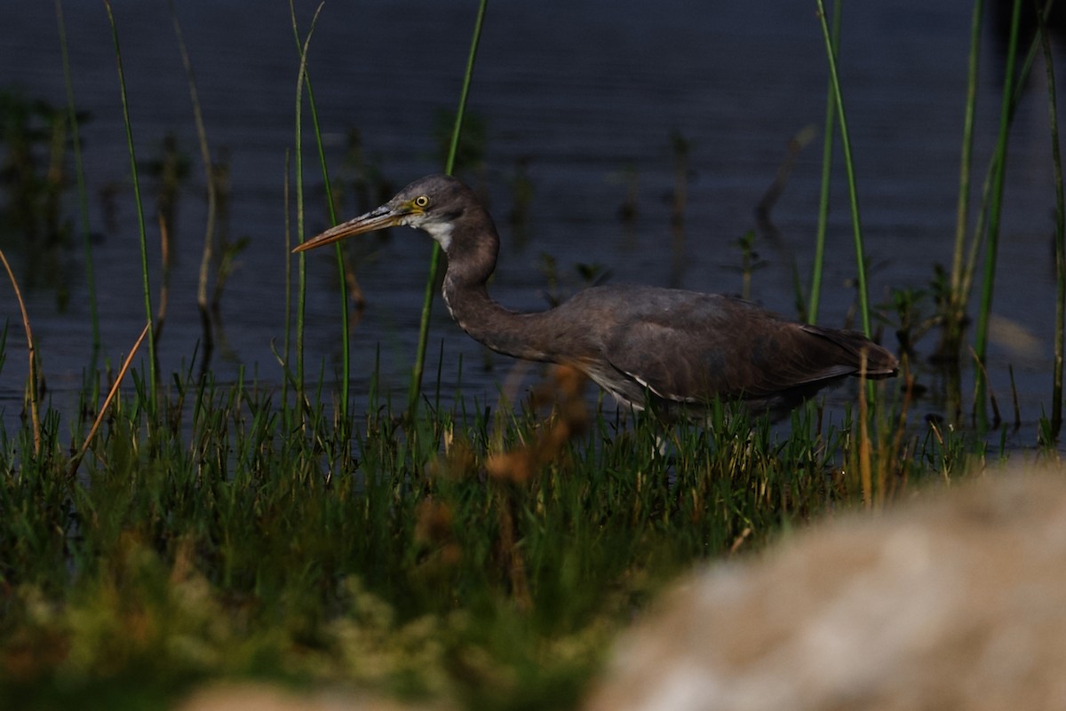 Western Reef-Heron - ML610584966