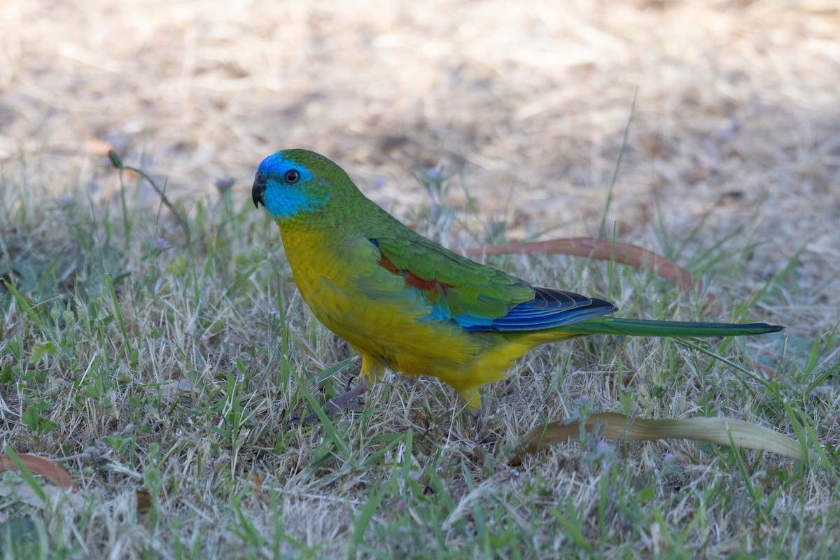 Turquoise Parrot - Dan Pendavingh