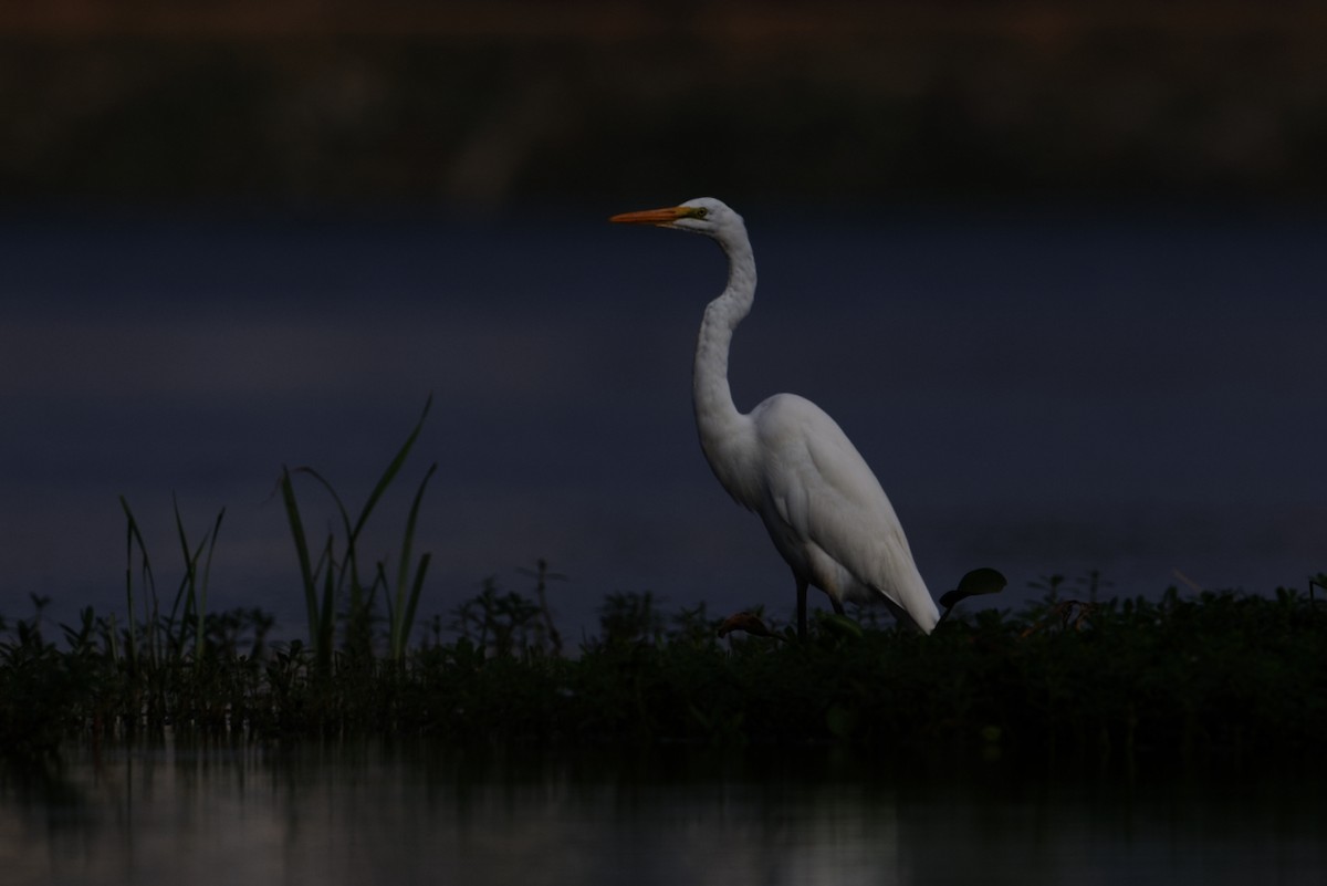 Great Egret - ML610584978