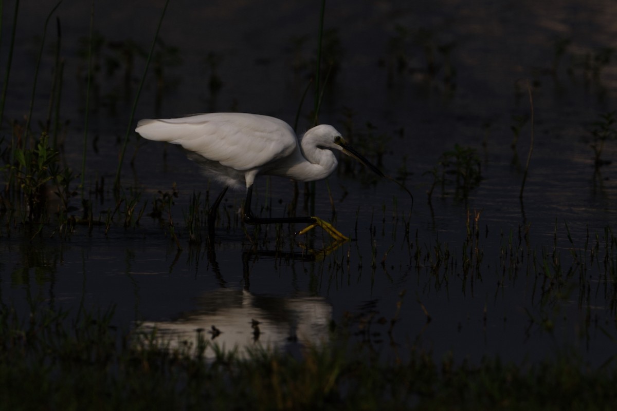 Little Egret - ML610584999