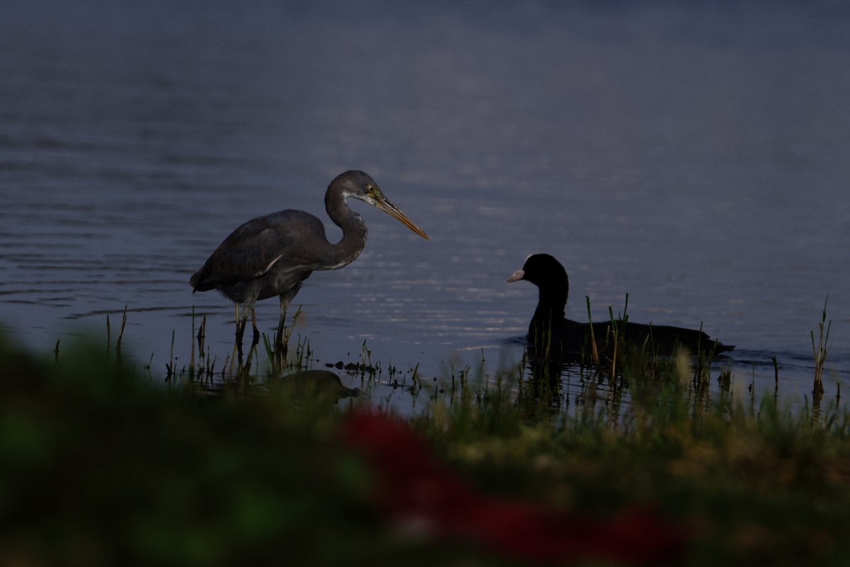 Western Reef-Heron - ML610585076