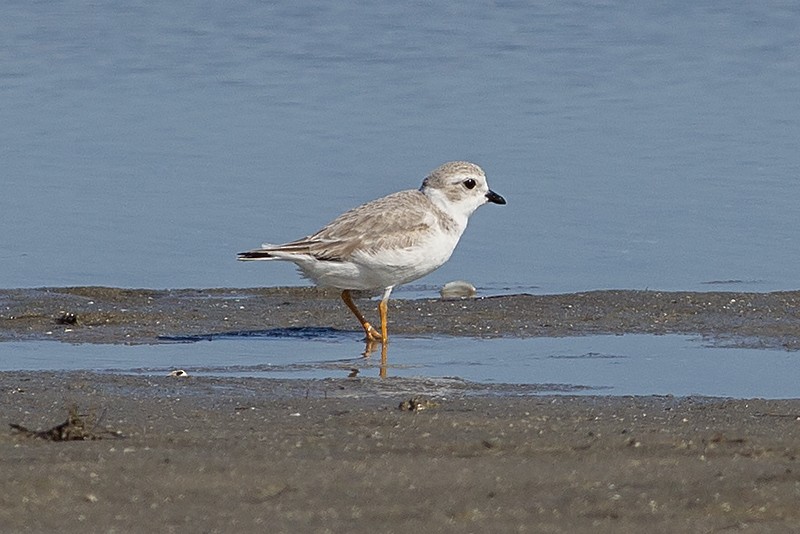 Piping Plover - ML610585085
